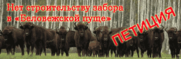 Нет строительству забора в «Беловежской пуще»
